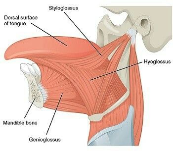 Tongue muscles Hyoglossus Genioglossus Styloglossus Palatoglossus Tongue Muscles, Baby Tongue, Myofunctional Therapy, Craniosacral Therapy, Cranial Nerves, Muscle Anatomy, Tongue Tie, Human Anatomy Art, Medical Anatomy