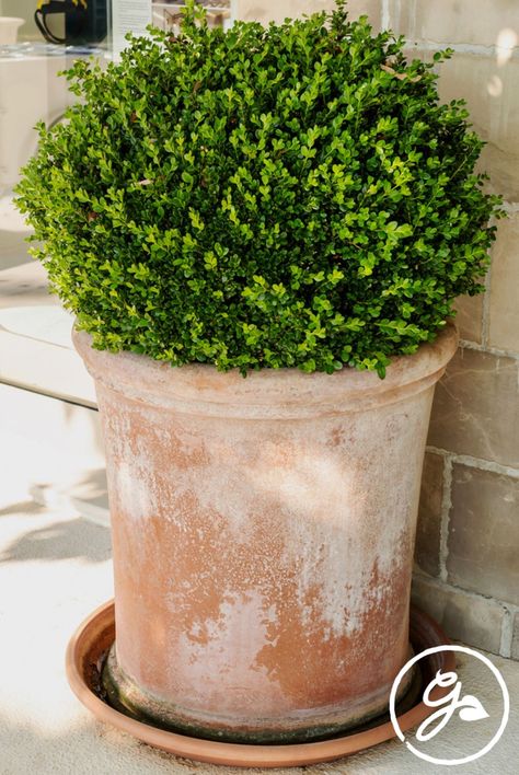 Large Garden Pots, French Courtyard, Boxwood Plant, Box Wood Shrub, Artificial Branches, Indoor Crafts, Alternative Christmas Tree, Tabletop Christmas Tree, Holiday Tablescapes