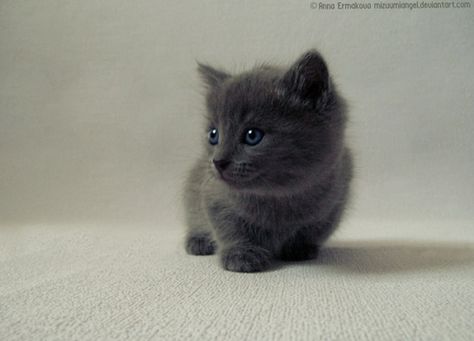 Not a cat person! BUT this grey munchkin kitten is adorbs! Gato Munchkin, Munchkin Kitten, Munchkin Cat, Russian Blue Cat, Kittens And Puppies, Russian Blue, Cute Cats And Kittens, Blue Cats, Pretty Cats