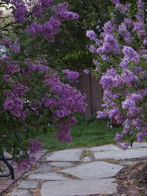 Lilac Cottage, Lilac Bushes, Garden Arbor, Garden Walkway, Flower Landscape, Lilac Flowers, Back Gardens, Trees And Shrubs, Flower Beauty