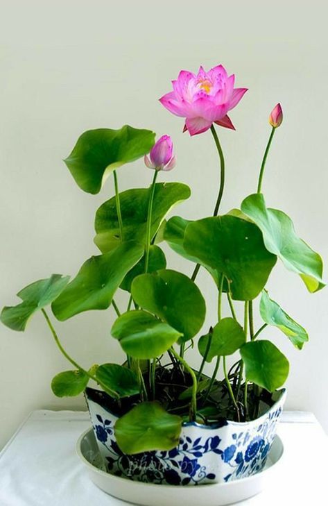 ༄ؘ༄ؘ༄ؘ Lotus Flower Seeds, Tanaman Air, Lily Seeds, Taman Air, Indoor Water Garden, Lotus Plant, Lily Plants, Flower Bowl, Aquatic Plants