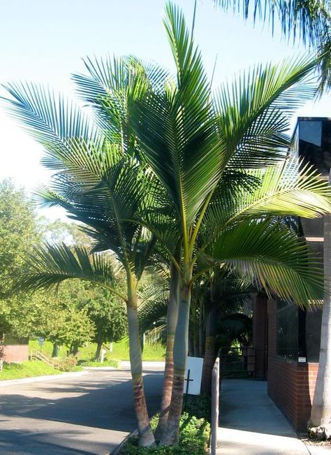 California Palm Trees - California Southern California Palm Trees Drought Tolerant Cali Palms RealPalmTrees.com Buy California Palm Trees #CaliforniaPalms #CaliforniaPalmTrees #BuyCALIPalms  Purple King Palms King Palm Tree, Palm Tree Landscaping, Cottage Facade, King Palm, Tree Landscaping, Purple King, Drought Tolerant Trees, Florida Palm Trees, Family Tree Painting