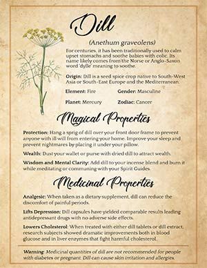 Dill: Soothing Ingredient of a Magickal Kitchen – Spells8 Wicca For Beginners, Tarot Significado, Magickal Herbs, Witch Herbs, Magic Herbs, Grimoire Book, Magical Herbs, Wiccan Spell Book, Witchcraft Spell Books