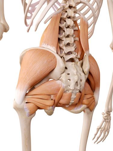 Hip and Lower Back Pain https://managebackpain.com/hip-pain/hip-and-lower-back-pain Hip Anatomy, Referred Pain, Yoga Anatomy, Human Body Anatomy, Muscle Anatomy, Human Skeleton, Hip Dysplasia, Medical Anatomy, Hip Muscles