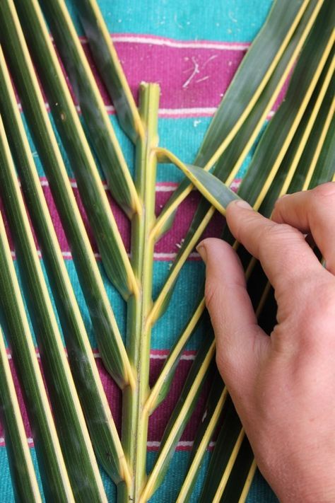 Palm Weaving, Palm Leaf Baskets, Palm Leaf Art, Palm Frond Art, Flax Weaving, Basket Weaving Diy, Coconut Leaves, Palm Tree Art, Palm Tree Leaves