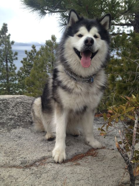 Say hello to my uncles giant malamute. - Imgur Giant Malamute, Giant Alaskan Malamute, Malamute Husky, Pure Breed Dogs, Malamute Dog, Malamute Puppies, Alaskan Husky, Dog Shedding, Snow Dogs