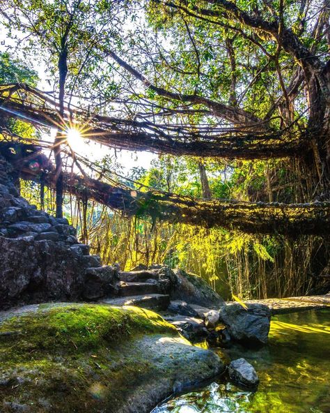 Cherrapunji is known for its centuries-old living root bridges used to cross streams in remote mountainous areas. The most unique of them all is the Double Decker Living Root Bridge near Nongriat village. For a rain-soaked adventure, take the 3,000-odd paved steps built down a steep mountain slope near the village. These lead 2,400ft down to the floor of the river valley. The trail flattens out as you pass streams with aquamarine waters and rickety bridges, and at the end of it stands the Do... Living Root Bridge, Rainforest Pictures, Root Bridge, Steep Mountain, Summer Vacation Spots, Photography Wildlife, Top Places To Travel, Nature Scenery, Countries To Visit