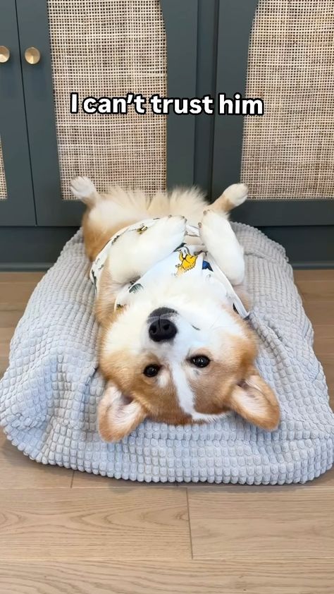 Instagram Hammy And Olivia Corgi, Hammy And Olivia, Funny Corgi Videos, Corgi Videos, Corgi Gif, Baby Corgi, Corgi Drawing, Funny Corgi, Corgi Funny