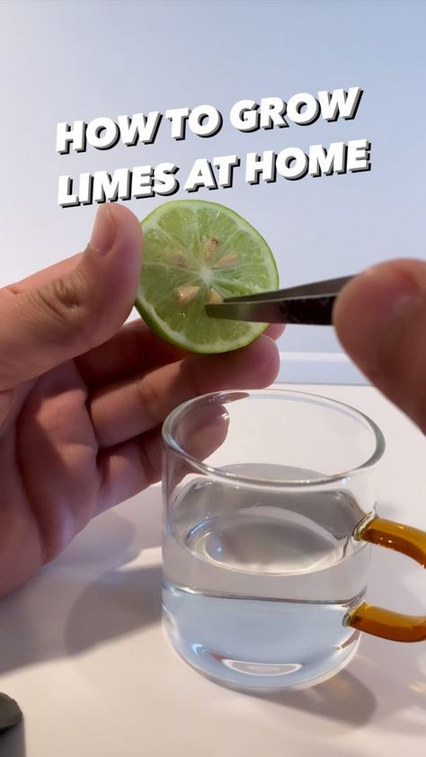 How to start growing a lime tree at home! 🌱🤩 . . . #lime #lifehacks #howto #diy #plants #plantbased #plantsofinstagram #gardening #organicgardening... | By creative explained Growing Vegetables In Pots, Vegetable Garden Beds, The Real Slim Shady, Lime Tree, Potted Trees, Slim Shady, Propagating Plants, Diy Plants, Limes