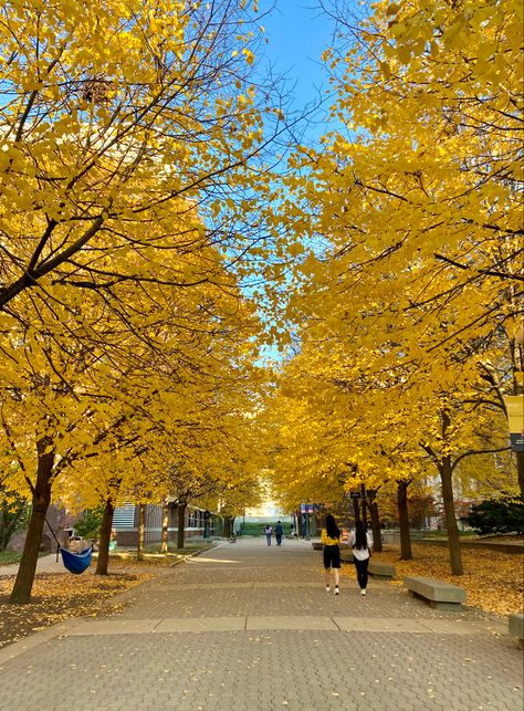 #fall #autumn #yellow #trees #college #campus Chinese University, College Campus, Autumn 2024, Well Dressed Men, Well Dressed, Fall Autumn, Fall Season, Favorite Color, Country Roads