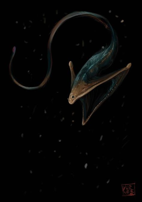 Gulper Eel Gulper Eel, Deep Sea Animals, Deep Sea Life, Deep Sea Creatures, Weird Fish, Beautiful Sea Creatures, Underwater Creatures, Aquatic Animals, Deep Sea Fishing