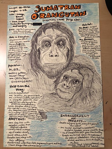 Endangered Animals Poster Project, Endangered Animals Poster, Endangered Species Poster, Endangered Species Project, Endangered Animals Project, Endangered Species Art, Biology Poster, Social Studies Projects, Anime Pic