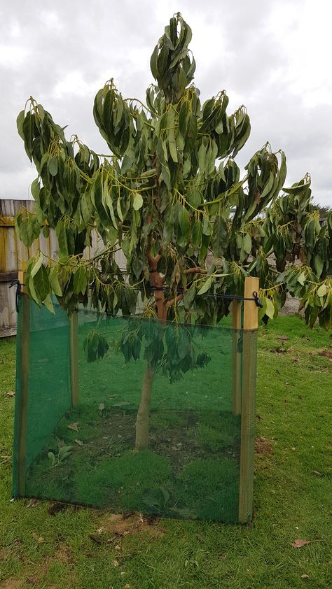 Hass Avocado tree with transplant shock Avocado Tree Backyard, Paint Chips Diy, Hass Avocado Tree, Tree Transplanting, Avocado Trees, Avocado Tree, Insta Profile, Vegetable Gardening, Home Flowers