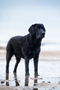 Labrador Nero, Cute Labrador Puppies, Husky Corgi, Cute Labrador, Labrador Puppies, Labrador Funny, Chocolate Labrador Retriever, Dog Toys Indestructable, Yellow Labrador Retriever