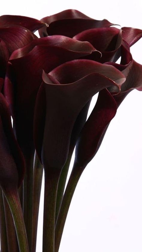 Boquette Flowers, Nothing But Flowers, Burgundy Flowers, Flower Therapy, Red Aesthetic, Calla Lily, Shades Of Red, Pretty Flowers, Art Wallpaper