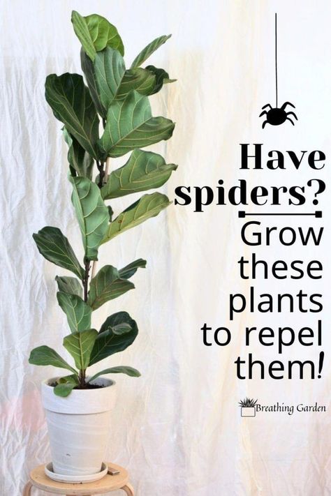 Spiders are often not a welcome guest in any house. One way to keep spiders away is to grow these plants that repel spiders! Spiders Repellent Diy, Plants That Repel Spiders, Strawberry Companion Plants, Repellent Diy, Spiders Repellent, Plants That Repel Bugs, Get Rid Of Spiders, Natural Mosquito Repellant, Best Indoor Plants