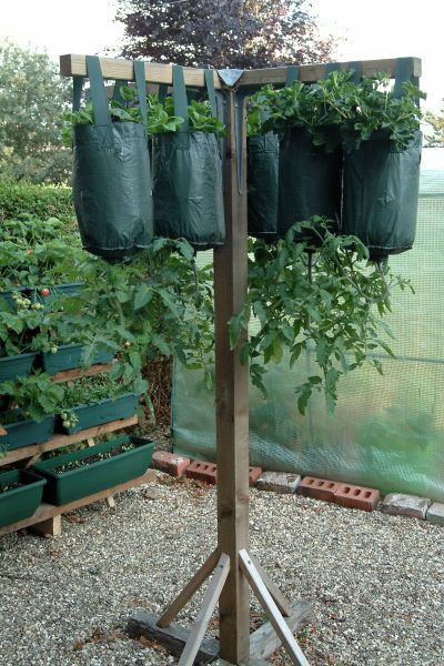 How to Care for Hanging Tomato Plants Hanging Tomato Plants, Vertical Vegetable Gardens, Growing Tomato Plants, Growing Tomatoes In Containers, Backyard Vegetable Gardens, Veg Garden, Tomato Garden, Vegetable Garden Design, Growing Tomatoes