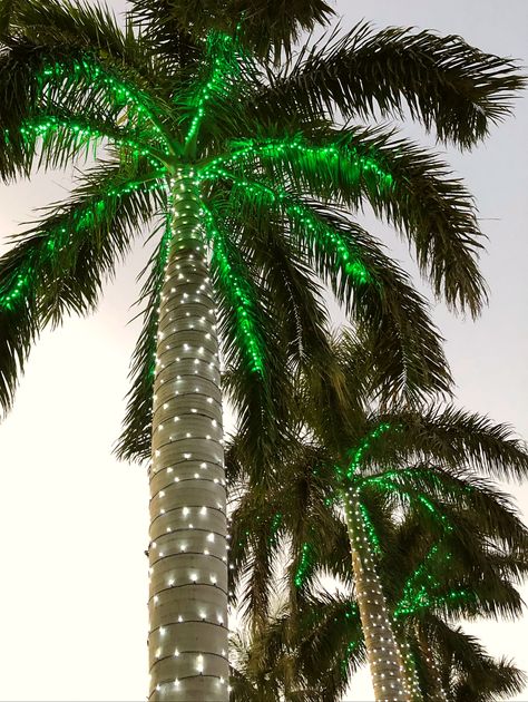 Outdoor Palm Tree Christmas Lights, Christmas Palm Tree Decoration, Christmas Lights On Palm Trees, Palm Tree Christmas Trees, Palm Tree Christmas Lights, Christmas Florida, Trees For Christmas, Palm Tree Lights, Palm Tree Decorations