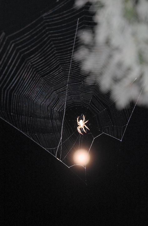 Cobwebs Aesthetic, Romance Core, Moon Spider, Spider Queen, In The Moon, Moon Painting, Spider Webs, Moon Photography, Moon Light