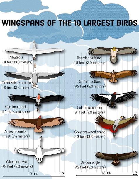 The 10 birds with the largest wingspans in the world. Animal Infographic, Bird Facts, Bird Identification, Animal Science, Bird Wings, Animal Facts, Backyard Birds, Wildlife Animals, Birds Of Prey