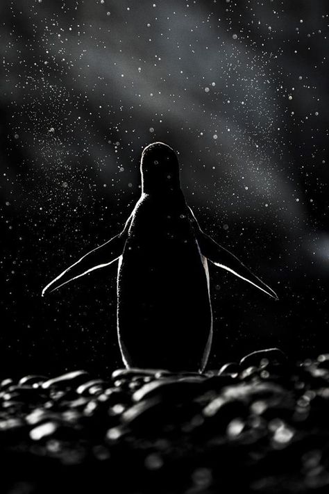 20 Beautiful Pics to Celebrate Penguin Awareness Day <3 Penguin Awareness Day, Tuxedo Sam, Gentoo Penguin, Penguin Love, Shadow Photos, Cute Penguins, Animal Photo, Shades Of Black, Light And Shadow