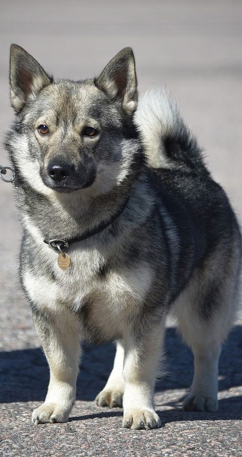 Swedish Vallhund Vallhund Dog, Swedish Vallhund, Rare Dogs, Rare Dog Breeds, Dog List, Animal Species, Wild Dogs, Blue Heeler, Dogs Puppy