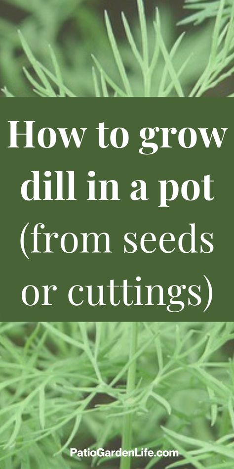 Growing Dill, Grow Dill, How To Grow Dill, Gardening Herbs, Container Herb Garden, Medicinal Herbs Garden, Harvesting Herbs, Inside Garden, Herb Containers