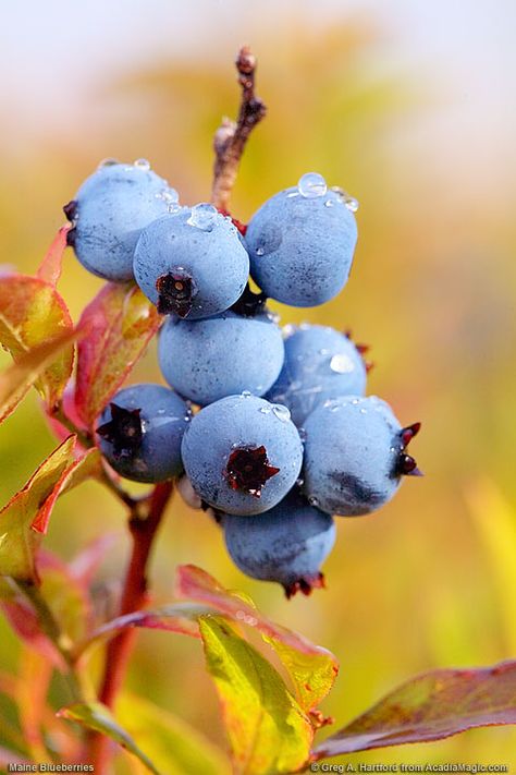 Nothing says Maine like their blueberries... this site has beautiful photos of Maine, just perfect for a Maniac in exile.... :0) Blueberry Images, Maine Blueberries, Blue Berries, Bar Harbor Maine, Mount Desert Island, Maine Vacation, Blueberry Fruit, Fruit Photography, Wild Blueberries