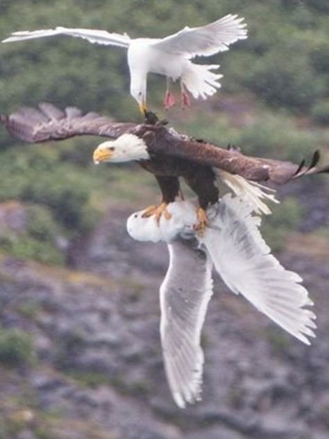 Feathers Fly As Eagle Battles 2 Seagulls In Alaska. A photographer in Alaska, David Canales. snapped the photo of a lifetime when a bald eagle snatched a seagull and was in turn attacked by another seagull. Who won? Answer: The eagle, which is known to prey on seagulls. "The gull above the eagle gave up and the other one wasn't able to free itself," The Eagles, Birds Of Prey, Birds Flying, Animal Photo, Nature Photos, Beautiful Birds, Animal Kingdom, Bald Eagle, Animal Photography