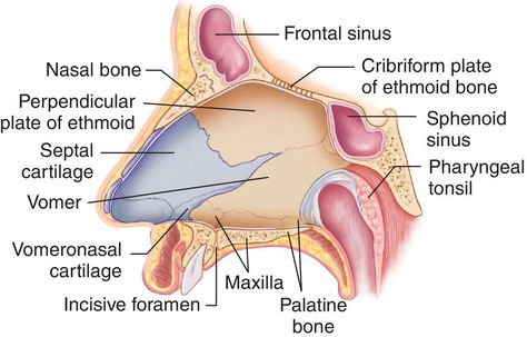 Anatomy Of Eye, Types Of Fractures, Medical Diagrams, Nursing Study Tips, Paramedic School, Nasal Septum, Medical Dictionary, Nursing School Humor, Pulmonology