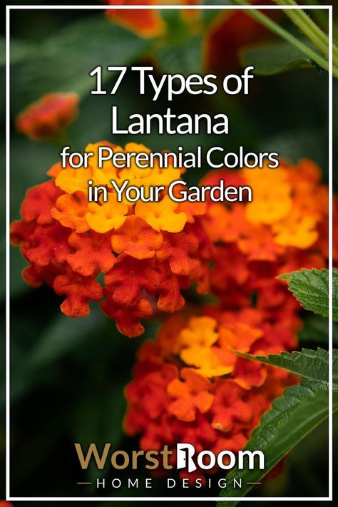 Types of Lantana Lantana In Flower Beds, Types Of Lantana, Red Lantana, Lantana Seeds, Lantana Bouquet, Lantana Colors, Lantana Bush Shrubs, Trailing Lantana, Lantana Companion Plants