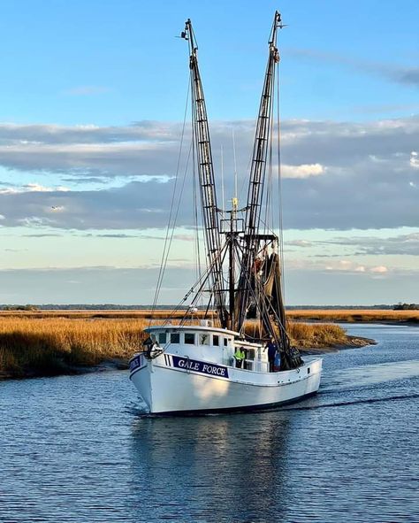 Shrimp Boat, Painting References, Sailboat Painting, Boats, Tattoos, Quick Saves