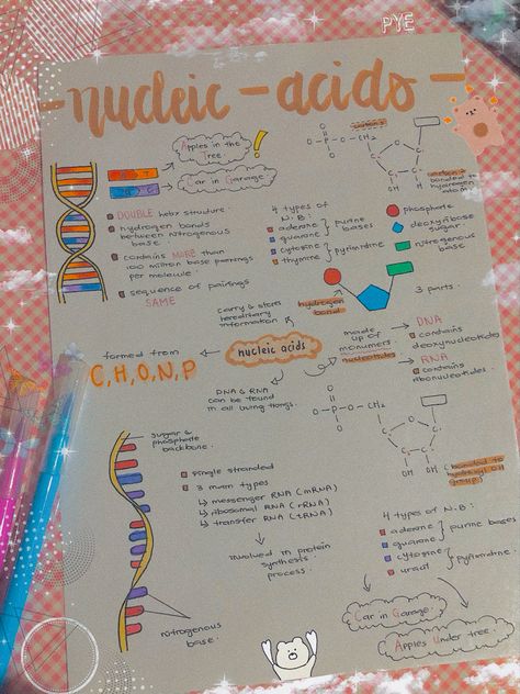 Nucleic Acid Notes, Nucleic Acid Structure, Chemistry Project, Microbiology Study, Bio Notes, Biochemistry Notes, Biology Poster, Chemistry Projects, Notes Taking