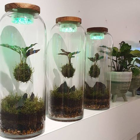 Moss Jar Terrarium, Terrarium Display Ideas, Indoor Terrarium Ideas, Moss Balls Decor, Kokedama Terrarium, Terrarium Ideas Unique, Diy Terrarium Ideas, Glass Jar Diy, Diy Moss Ball