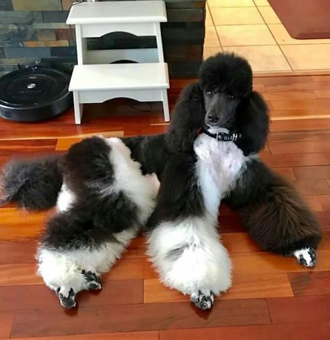 Tuxedo Poodle, Black And White Poodle, Anjing Poodle, Black Standard Poodle, Parti Poodle, Poodle Haircut, Poodle Cuts, White Poodle, Poodle Grooming