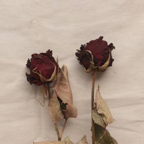 Withered Rose Aesthetic, Poem Aesthetic, Aesthetic Bg, نباتات منزلية, Lana Del Rey Vinyl, Art Tutorials Watercolor, Aesthetic Roses, Rosé Aesthetic, Florence Welch