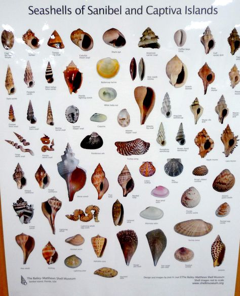 Different Types Of Sea Shells, Types Of Shells Seashells, Seashell Identification Chart, Florida Shell Identification, Painting Shells, Seashell Bathroom, Florida Shells, Shell Tray, Seashell Identification