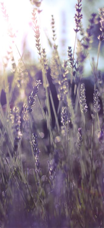 Lovely Lavender, Lavender Blue, Lavender Fields, Green Gables, Lavender Flowers, Nature Beauty, Pretty Flowers, Secret Garden, Mother Nature