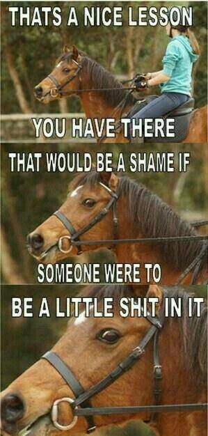 Same. Equestrian Memes, Funny Horse Memes, Horse Humor, Horse Meme, Horse Memes, Horse Quotes Funny, Funny Horse Pictures, Horse Jokes, Horse Riding Quotes