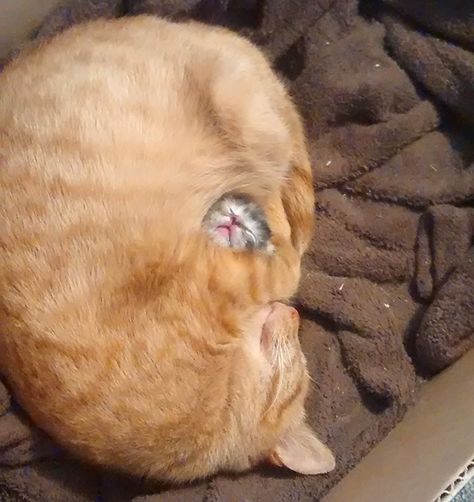 Mom And Her Baby Regnul Animal, Söt Katt, Airbrush Art, Cute Kittens, Sweet Animals, Funny Animal Pictures, My Cat, Animal Memes, 귀여운 동물