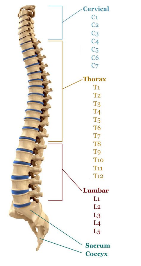 Chiropractic Therapy, Ayurvedic Hair Care, Basic Anatomy And Physiology, Ayurvedic Hair, Human Skeleton, Nursing School Notes, Spinal Cord, Anatomy And Physiology, Radiology