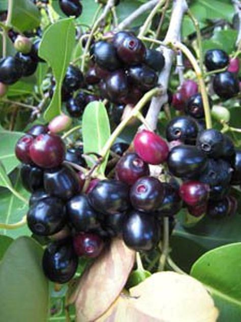 Lomboy (Jammu) | This appears to be berries on really tall trees. This fruit is not the sweetest (more of an acquired taste actually) and makes your mouth purple. Fruit Bearing Trees, Types Of Fruit, Black Plum, Fruit Flowers, Beautiful Fruits, Fruit Tree, Colorful Fruit, Fruit Plants, Exotic Fruit