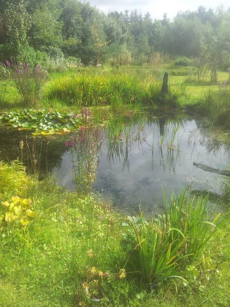 English Pond Pond Reference Drawing, Pond In The Woods, Duck Pond Painting, Pond Reference, Cottagecore Pond, Ducks In Pond, Pond Pictures, Pond Aesthetic, Outside Playground