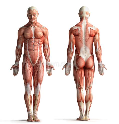 Male anatomy view. Male anatomy front and back view , #AFFILIATE, #anatomy, #Male, #front, #view #ad Thoracic Cage, Human Muscular System, Thoracic Spine Mobility, Muscle Diagram, Sistem Saraf, Muscle System, Man Anatomy, Muscular System, Muscle Anatomy