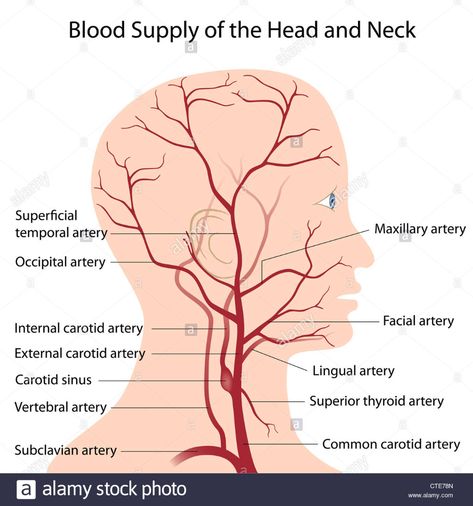 Download this stock image: Blood supply of the head and neck - CTE78N from Alamy's library of millions of high resolution stock photos, illustrations and vectors. Arteries Anatomy, Nerve Anatomy, Human Skeletal System, Vascular Ultrasound, Internal Carotid Artery, Subclavian Artery, Vertebral Artery, Interventional Radiology, Brain Surgeon