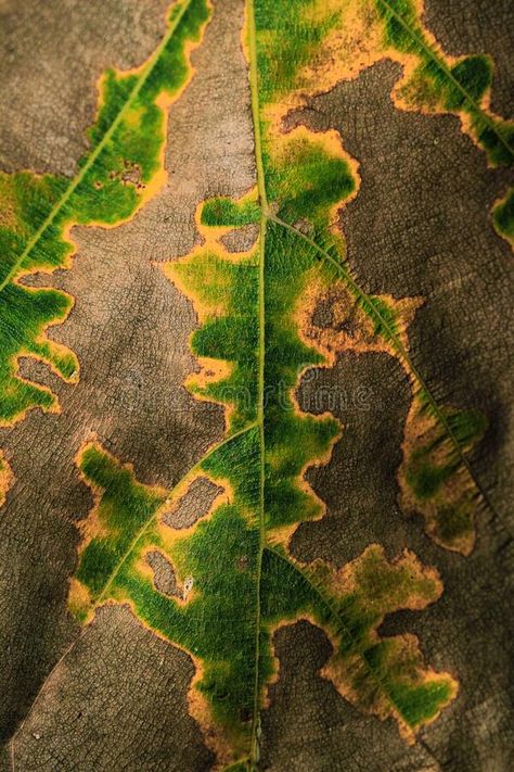 Close-up of autumn leaf, beautiful texture - green and yellow gradient color. Fall background concept. Autumn leaf texture, colorful gradient - yell Leaf Close Up, Green And Yellow Gradient, Yellow Gradient, Drawing Aesthetic, Orange Autumn, Colorful Gradient, Fall Background, Winter Ideas, Leaf Texture