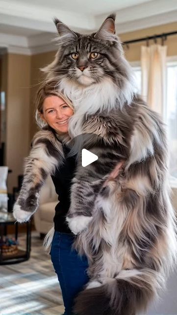 @loveonly.ai on Instagram: "Big cat 😍 Beautiful isn't? Follow @loveonly.ai  #cat #wildlife #animals #nature #tigers #art #love #lion #bigcqt" Big Cat, Mainecoon Cat, Black Mainecoon Cat, Newfoundland Puppies, Fancy Cats, Large Cats, Cat Boarding, Maine Coon, Beautiful Cats