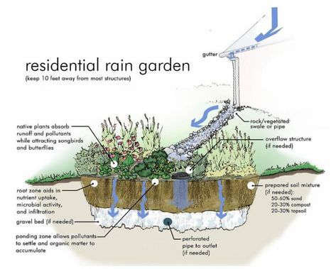 Rain Garden Design, Rain Harvesting, Rainwater Harvesting, Dry Creek, Rain Barrel, Rain Water Collection, Rain Garden, Gardening Advice, Permaculture