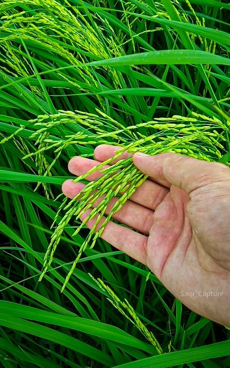 Beauty of agriculture || Rice crop view Rice Farm Aesthetic, Rice Crop Photography, Rice Farm, Rice Farming Photography, Rice Field Photography, Agriculture Photography Philippines, Rice Crop, Beautiful Scenery Photography, Studio Background Images