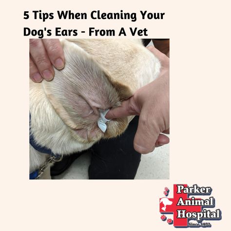 How To Clean Dogs Ears At Home, How To Clean A Dogs Ears, Clean Dogs Ears Diy, Diy Dog Ear Cleaner, Dog Ear Cleaning Solution Diy, Ear Cleaner For Dogs, Dog Ear Cleaning, Dog Ear Wash, Dog Proof Fence